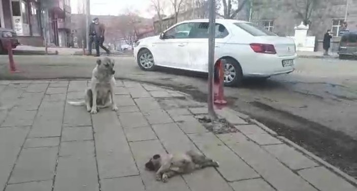 Kars'ta bir sokak köpeği, ölen yavrusunun başında saatlerce bekledi