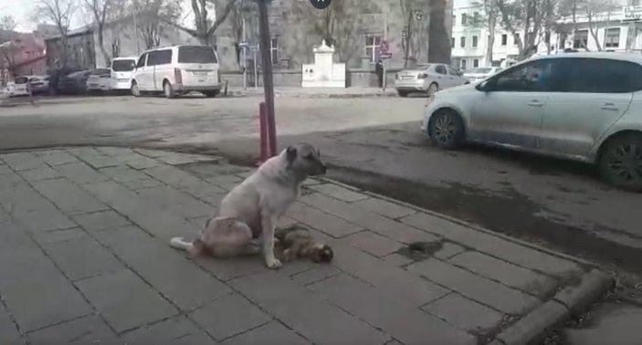 Kars'ta bir sokak köpeği, ölen yavrusunun başında saatlerce bekledi