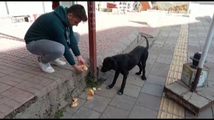 Malatya'da marketten ekmek çalan köpek kameralara yansıdı