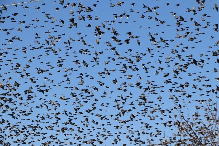 Çanakkale semalarında binlerce sığırcık kuşu görüntülendi