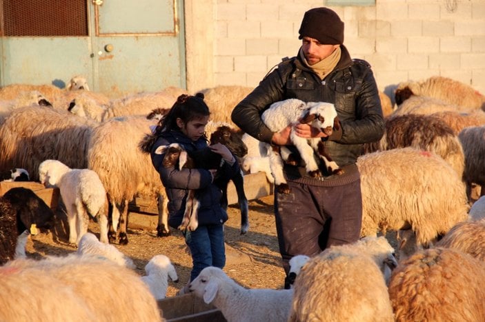 Erzincan'da süt kuzularının anneleri ile buluşma anı kameralara yansıdı