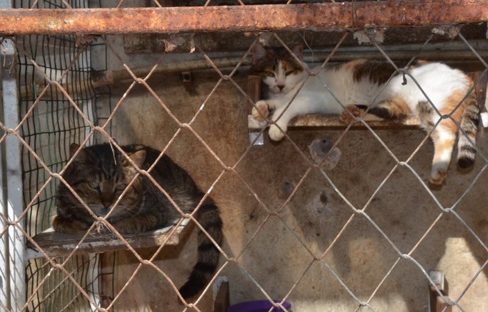 Antalya'da cezaevindeki tutuklu dilekçe yazarak hayvanlarını kurtardı