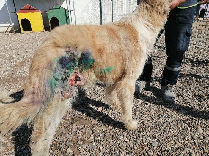 Bolu'da av tüfeğiyle vurularak yaralanan köpek tedavi edildi