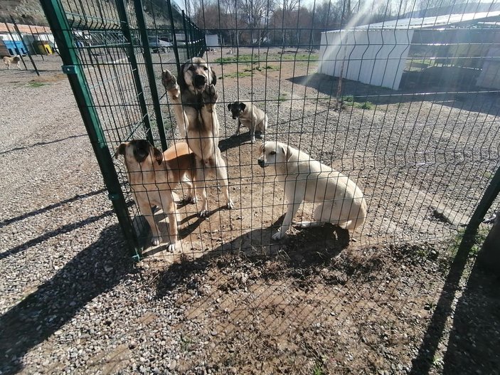 Bolu'da av tüfeğiyle vurularak yaralanan köpek tedavi edildi