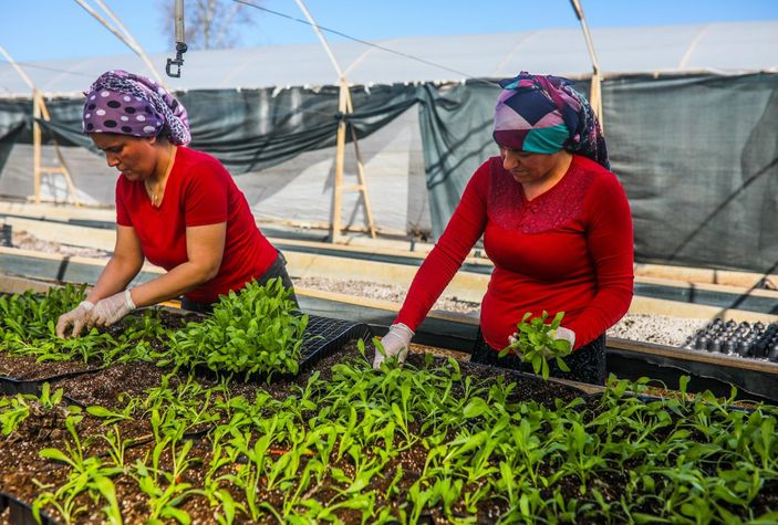 Antalya'da seralarda çiçek hasadı