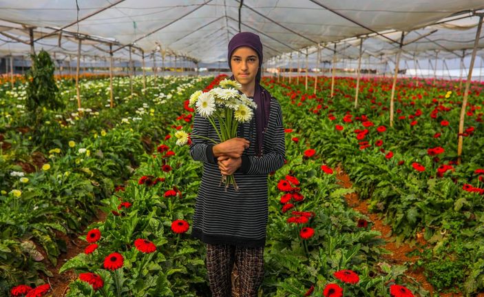 Antalya'da seralarda çiçek hasadı