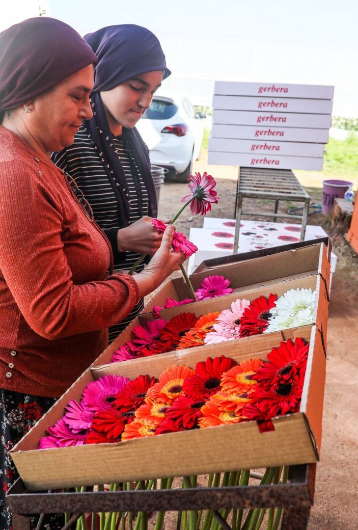 Antalya'da seralarda çiçek hasadı