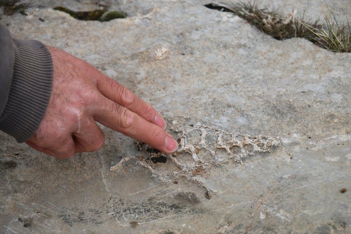 Adıyaman’da 70 milyon yıllık Gastropod bulundu