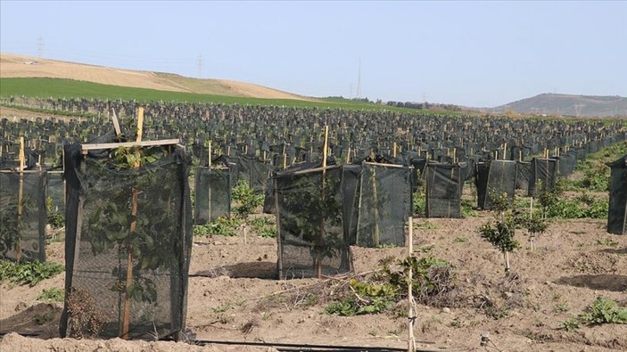 Çukurova'da çiftçi egzotik ürünleri ekiyor