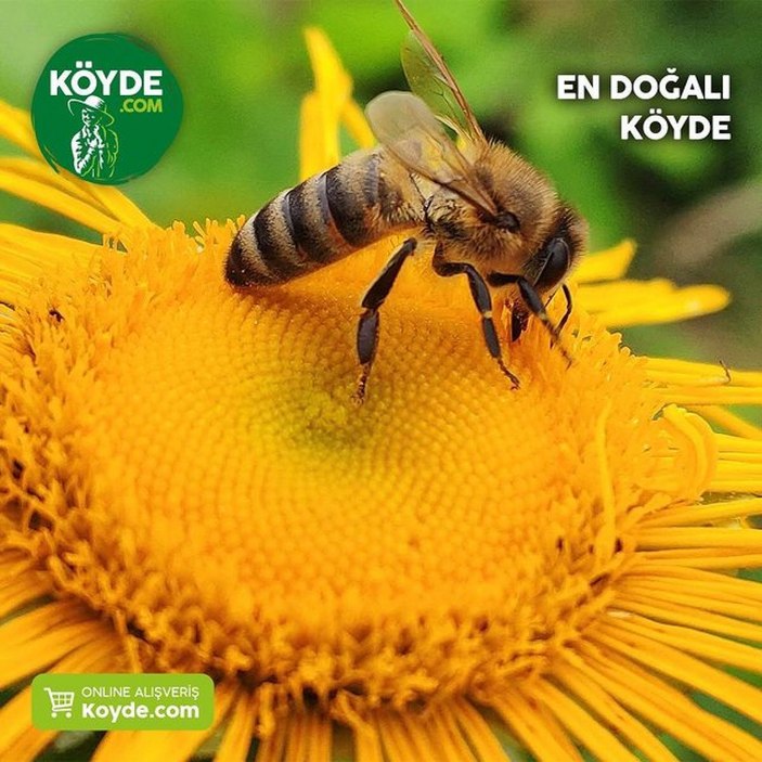 Doğal Yaşamın İnternet Marketi: Köyde.com