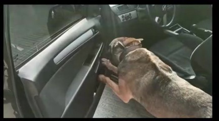 Denizli’de arabaya saklanmış uyuşturucuyu narkotik köpeği Chako buldu