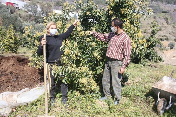avokado muzun yerini aldı