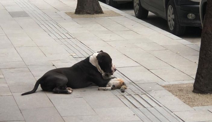 Hatay'da sahipsiz pitbull kediye saldırıp telef etti