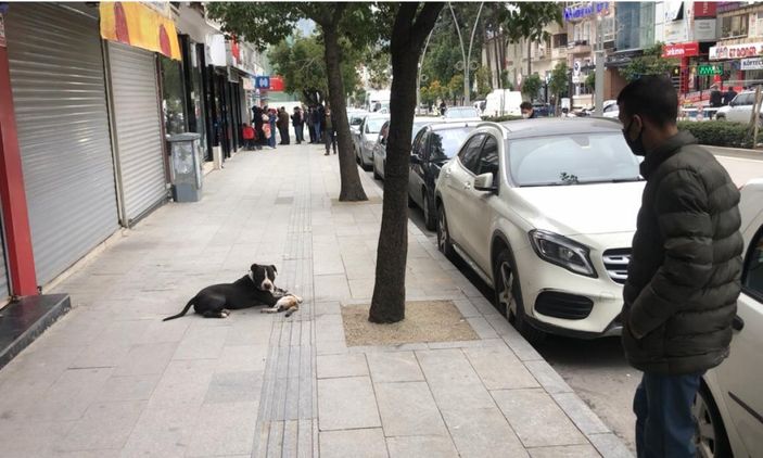 Hatay'da sahipsiz pitbull kediye saldırıp telef etti