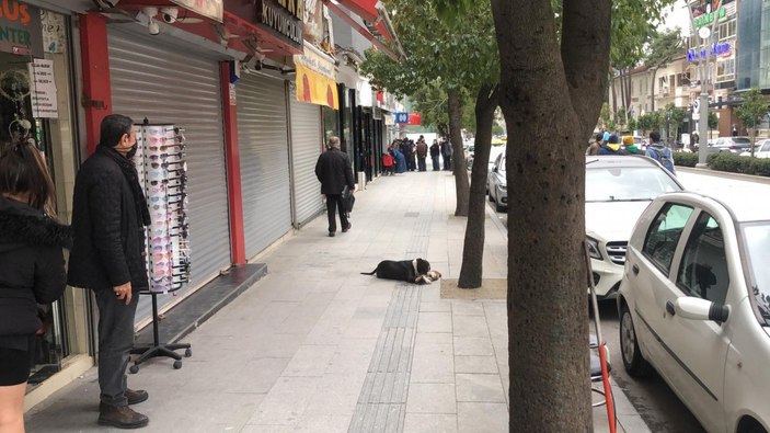 Hatay'da sahipsiz pitbull kediye saldırıp telef etti