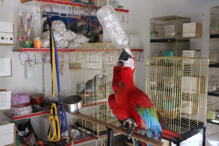 Mersin’de şarkı eşliğinde oynayan papağan