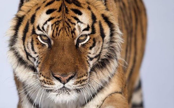 Travmaları iyileştiren güç: Somatik Deneyimleme nedir?