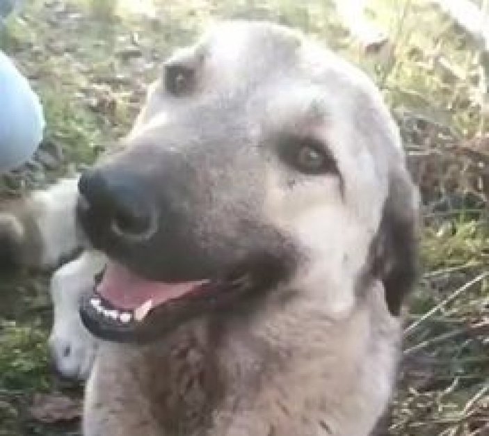 Kütahya'da ayakları tele takılan köpek kurtarıldı