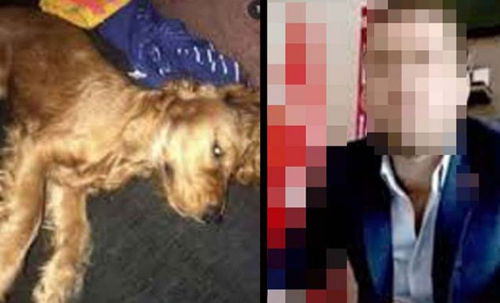 Ankara'da emanet edilen köpeğe cinsel istismar iddiasına iddianame