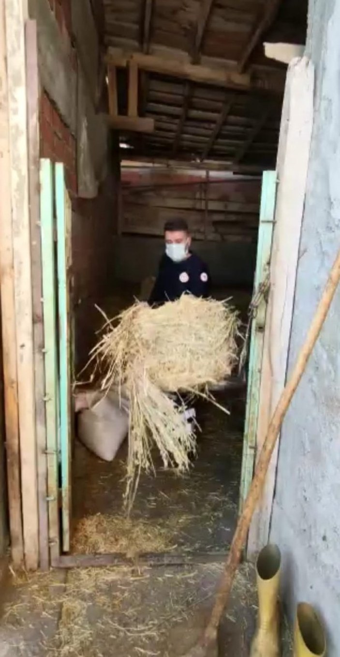 Amasya’da sağlık ekipleri yaşlı kadının ineklerini besledi