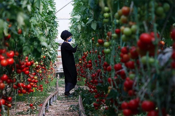 Kadın işçiler serada domates topluyor