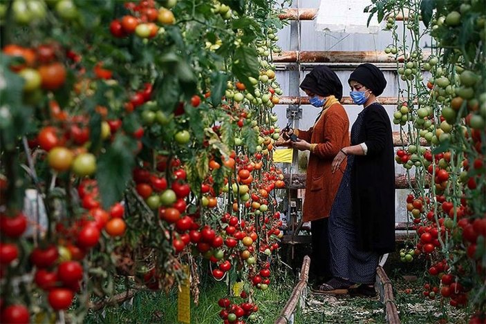 Kadın işçiler serada domates topluyor