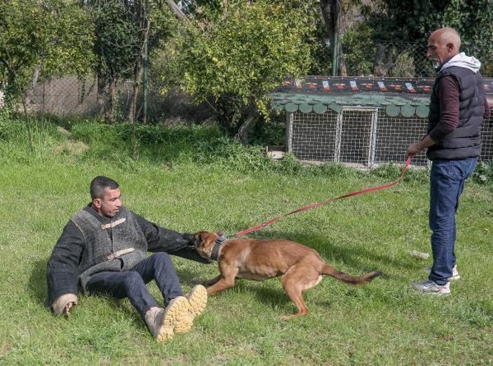 Sokak köpeğiyle karşılaşırsanız yapmanız gerekenler