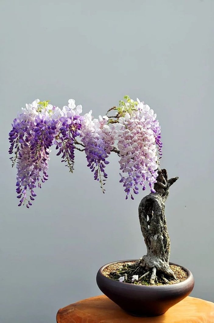 Japonların minyatür ağaç sanatı: Bonsai nedir ve nasıl yetiştirilir?