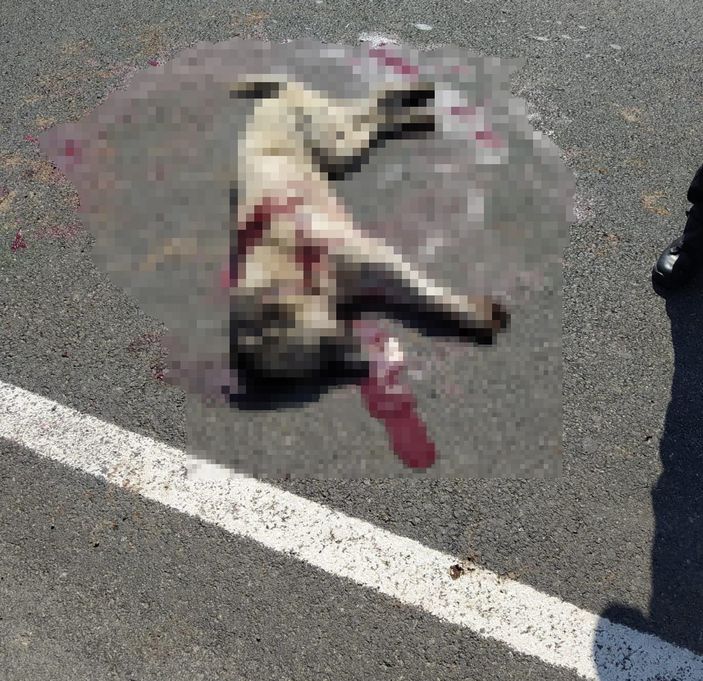 Bingöl’de düğün salonu önündeki köpeği tabancayla öldürdü