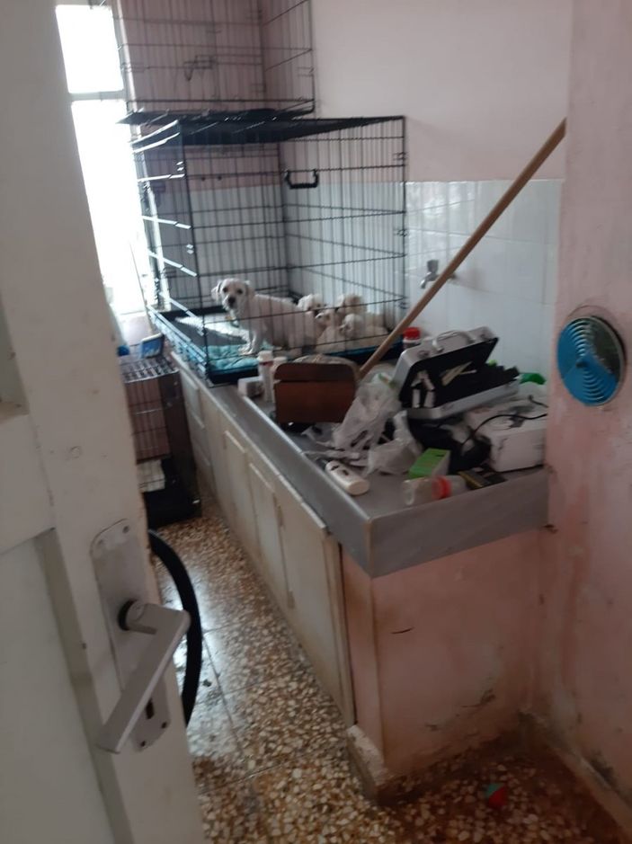 d Mudanya'da çiftliğe köpek baskını: 23 köpek ele geçirildi