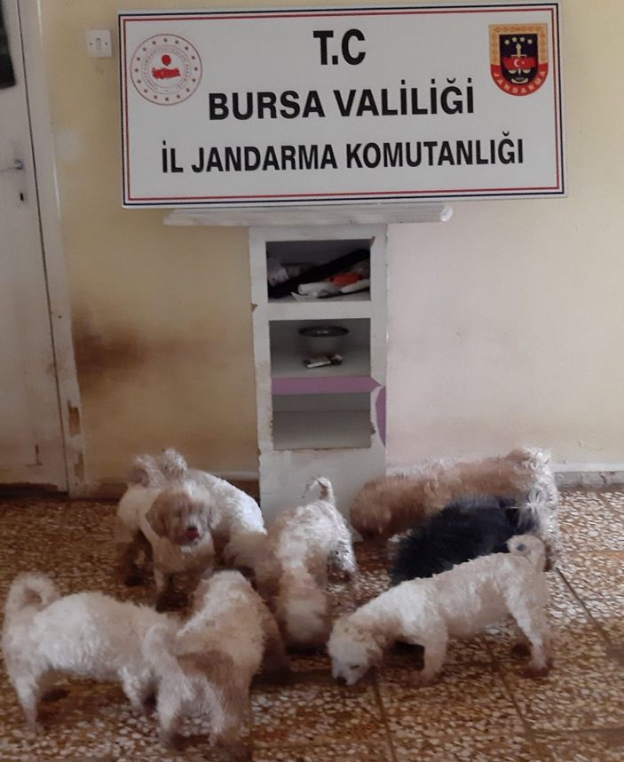 i Mudanya'da çiftliğe köpek baskını: 23 köpek ele geçirildi