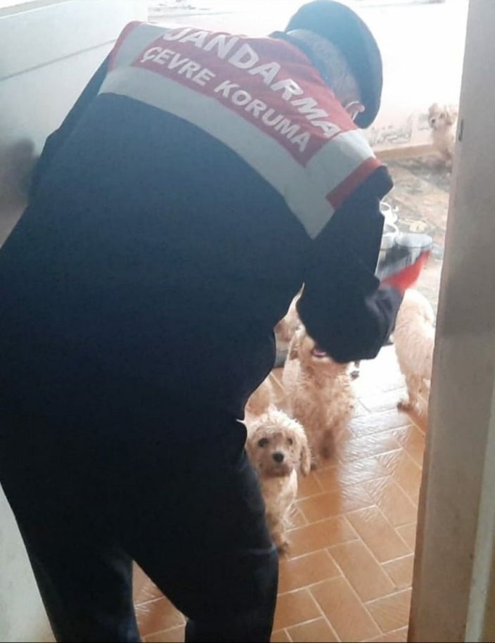 d Mudanya'da çiftliğe köpek baskını: 23 köpek ele geçirildi