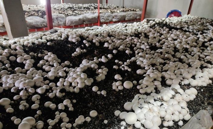 Samsun'da mantar üretimi yapıyor