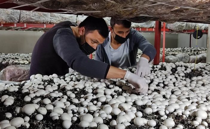 Samsun'da mantar üretimi yapıyor