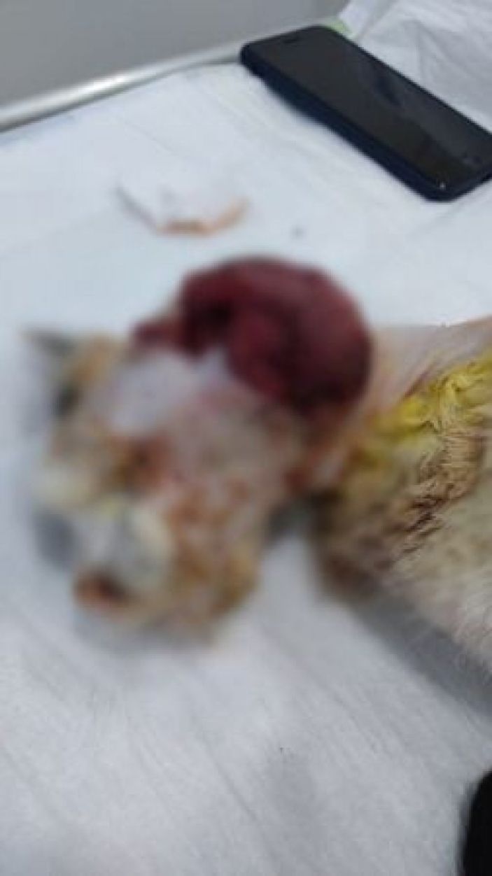 i Sakarya'da kediye işkence edildi