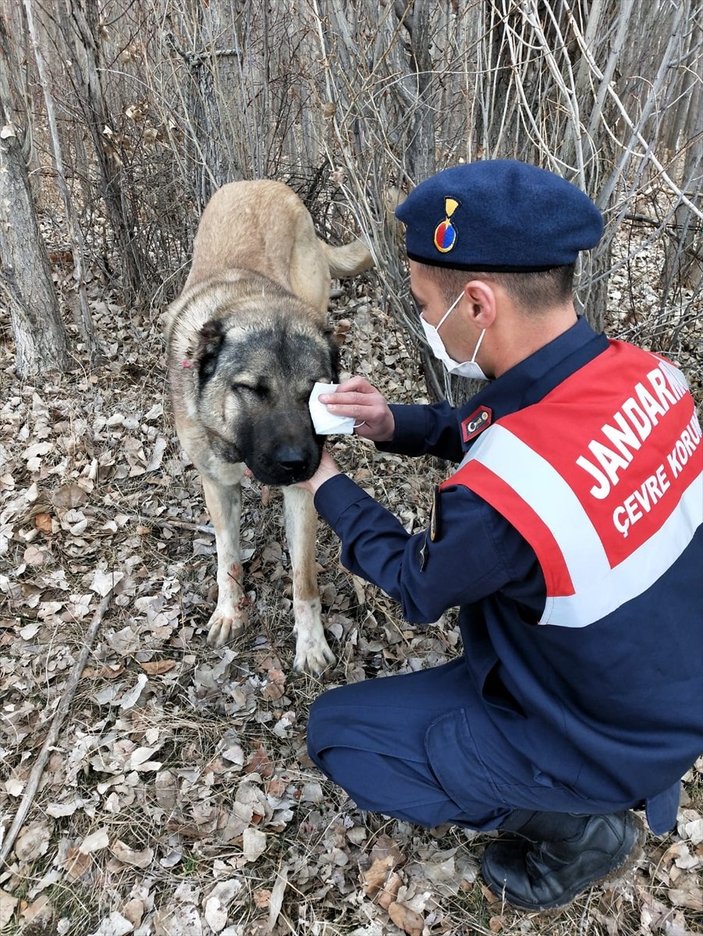 Erzurum'da jandarmadan köpek dövüşüne baskın