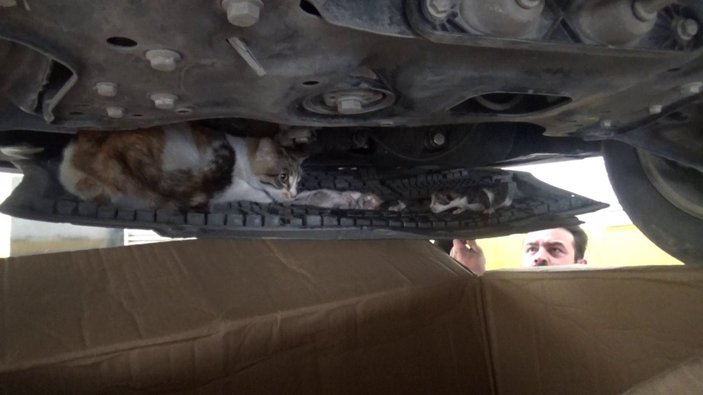 Sultangazi’de aracının motorunda yavrulayan kedi için seferber oldu