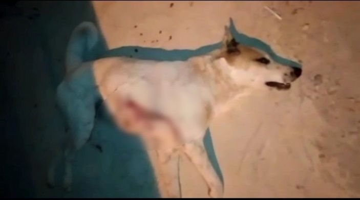 Hatay'da sokak köpeğini pompalıyla öldürdü