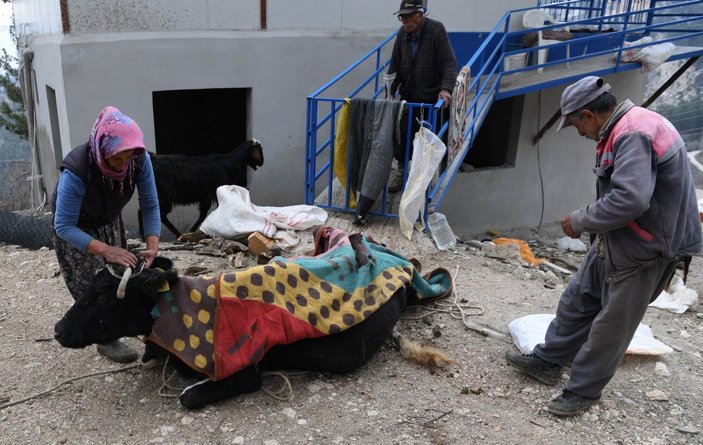 Antalya'da yamaçtan yuvarlanan inek 2 gün sonra kurtarıldı