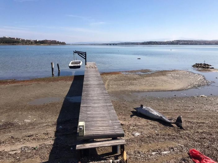 i Balıkesir’de yunus balığı karaya vurdu