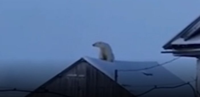 Rusya’da kutup ayısı evin çatısına çıktı
