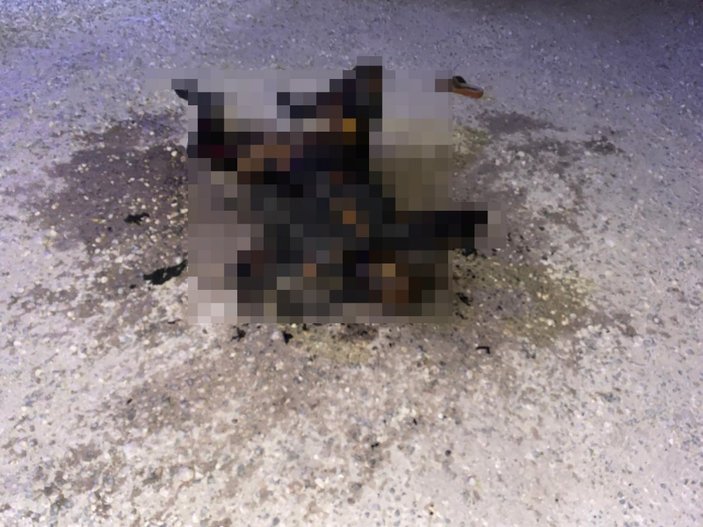 Şanlıurfa'da yol kenarında yanmış kadın cesedi bulundu
