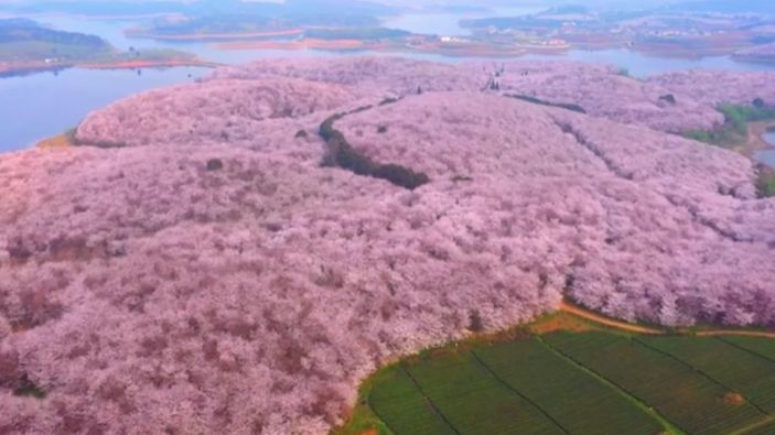 Çin'de harika kiraz ağacı manzarası