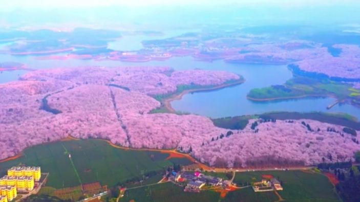 Çin'de harika kiraz ağacı manzarası