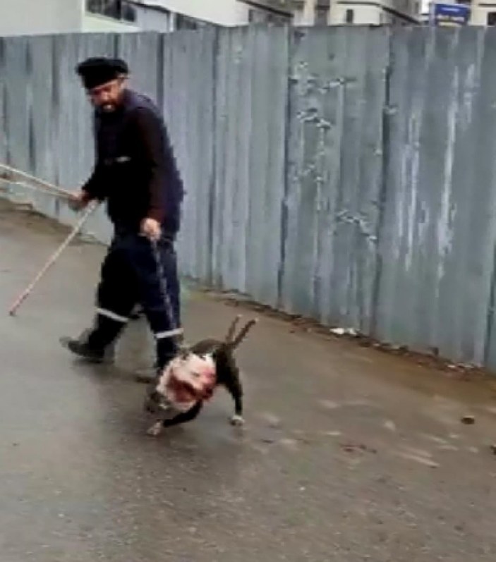 Sultanbeyli'de sokak köpeğine saldıran pitbull kamerada