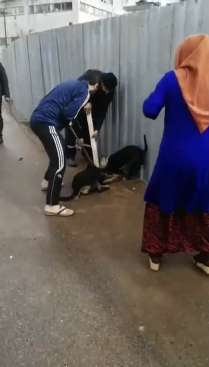 Sultanbeyli'de sokak köpeğine saldıran pitbull kamerada