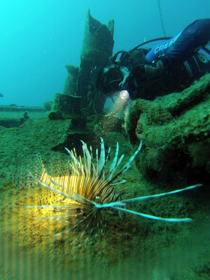 Antalya Körfezi'nde 'başıboş denizanası' yoğunluğu