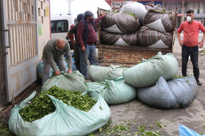 Karadeniz’e 'çay göçü' öncesi kritik vaka uyarısı