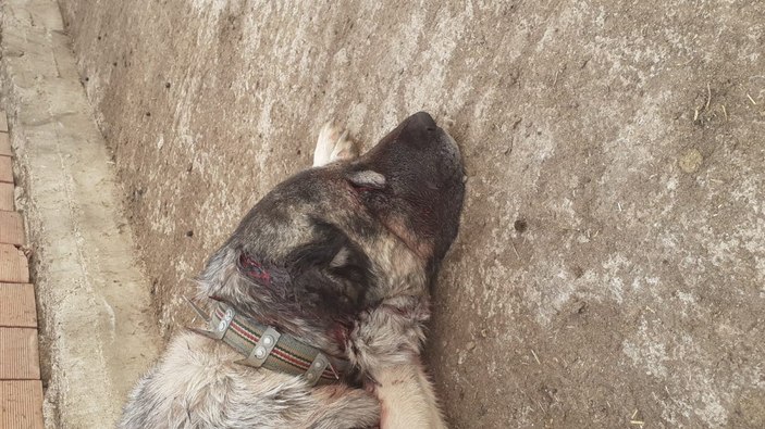 Samsun'da kendisine saldıran köpeği baltayla yaraladı