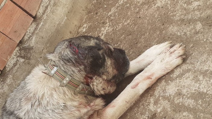 Samsun'da kendisine saldıran köpeği baltayla yaraladı